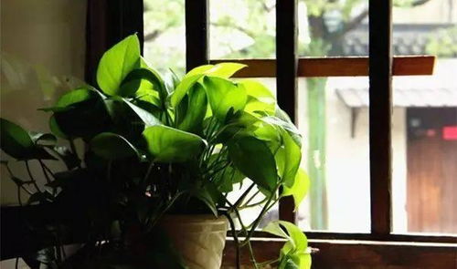 案例分析：绿萝的悲剧