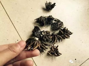 二、 多菌灵泡根部的用量与使用方法