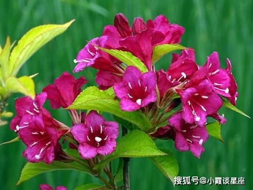 锦带花的神秘语言和独特文化中，有哪些寓意深远的象征意义