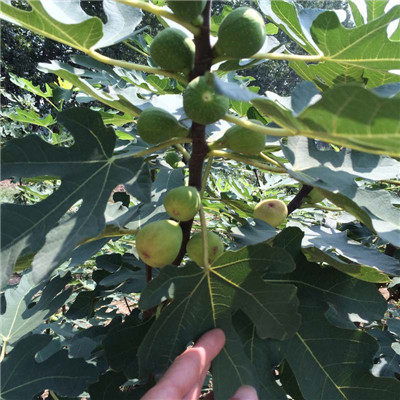 无花果树在春季萌芽前进行剪枝最为合适