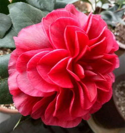 实战案例分享：冰雕茶花的复活之路