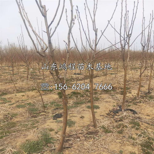 不同果树赔偿标准大汇总