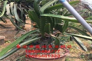 火龙果病虫害防治小攻略