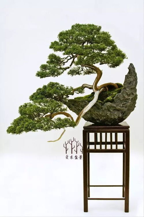 栩栩如生的盆景松树