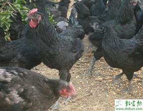 蛋鸡过料严重会导致哪些问题？如何有效解决蛋鸡过料问题？