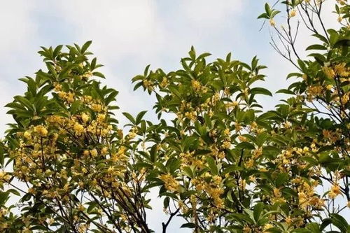 桂花：幽香的使者