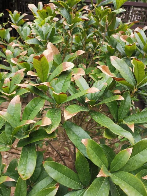 桂花树叶子发黄是什么原因引起的？