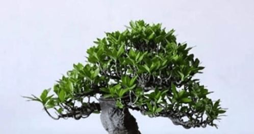 栀子花浇水方法，如何掌握正确的浇水频率和技巧