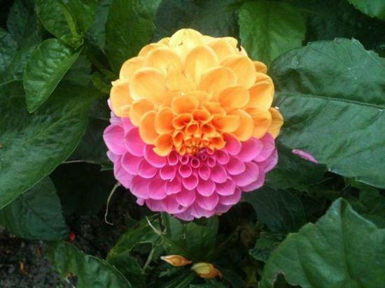 上海双——居然是这种花？