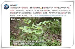 翼茎水丁香：外来植物农业价值与应用探索