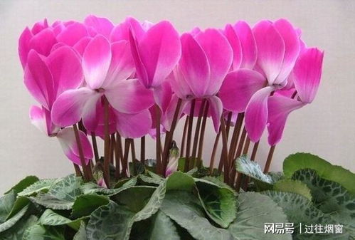 家里有暖气，仙客来怎么养才能长得旺盛