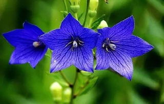 第一章：有毒花的种子，你知道几个？