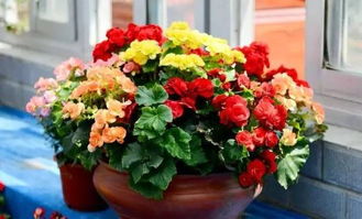 当发现玫瑰垂头时 马上施行：