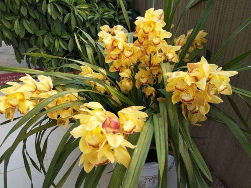 大花蕙兰开花了如何正确拆分花朵