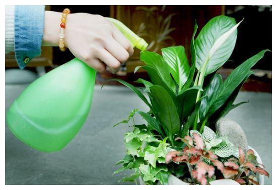 “有花朵的植物如何科学浇水？”