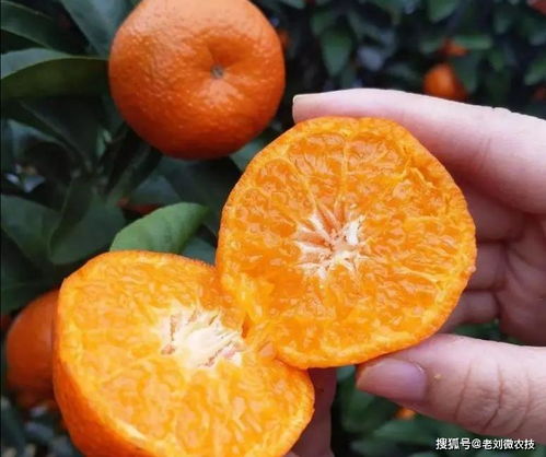 无籽橘子的种植方法