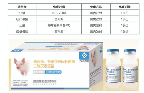 科学接种猪瘟、猪丹毒二联活疫苗，保障猪群健康