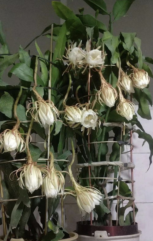 昙花浇水周期如何调整？请指导家庭昙花四季养护方法