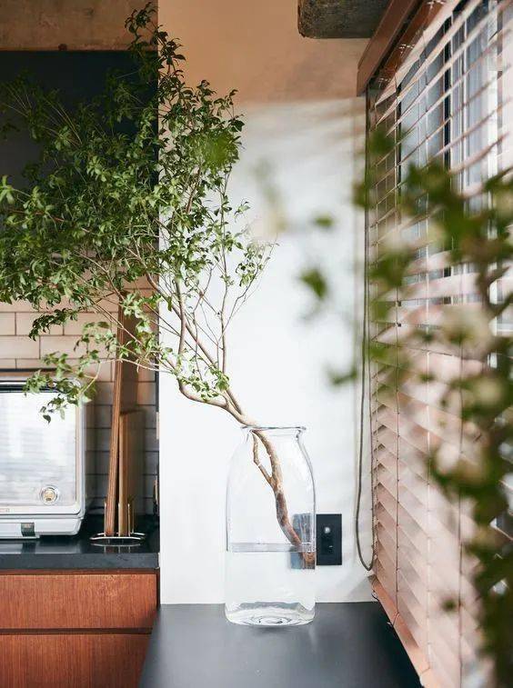 绿植隔音大揭秘：真的嫩像图书馆一样安静吗？