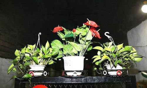 栽种省心30年，材料清单照着买