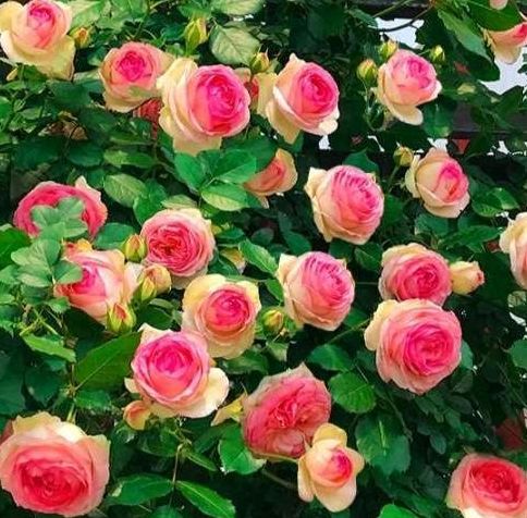 1. 烧根烧苗，痛苦不堪