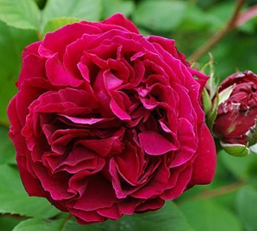 种植心得， 分享与您