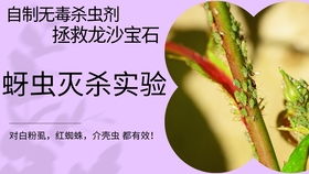 黄瓜蔓汁：自制杀虫剂的独特秘方