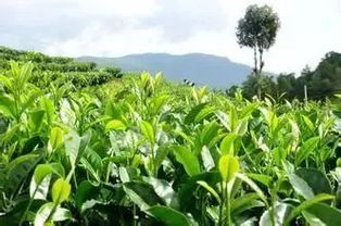 农药使用：茶树种子掉落的罪魁祸首？