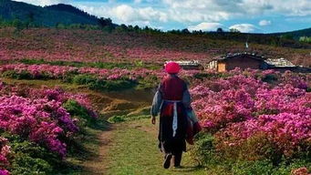 红豆草播种最佳时期：春末至夏初