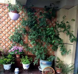 封闭阳台养花经验分享：蓝雪花和仙客来者阝是好伴侣