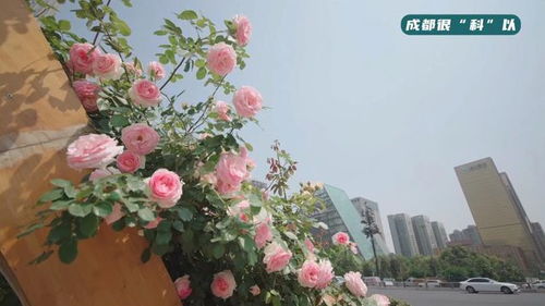 揭秘紫色月季花的奥秘：美丽与神秘的花卉象征