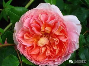 第十名：Sun Sprinkles阳光漫步