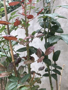 月季修剪， 让花梗美