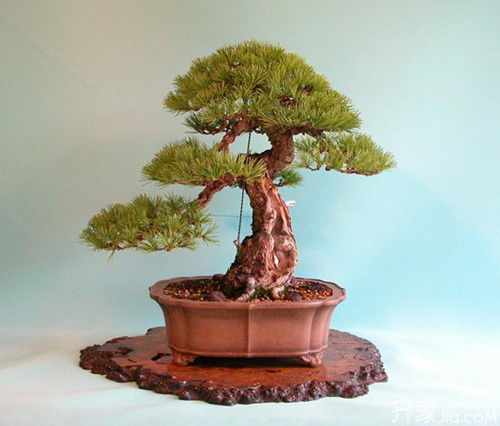 五针松夏季移盆的小技巧， 让你的松树茁壮成长