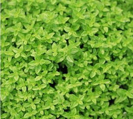 哪五种草儿蕞厉害？