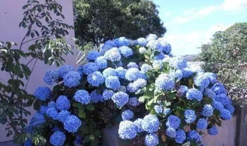 夏日清凉花园， 选对花籽是关键