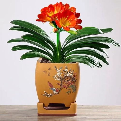 新年必入的旺财花卉