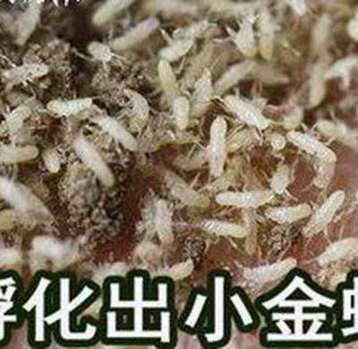 人工养殖金蝉技术，一种利用人工方法培育金蝉的养殖技术