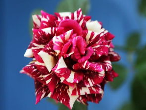 保持月季生长旺盛， 从源头遏制黑斑病