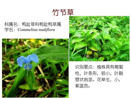水培植物和水生植物有哪些常见种类