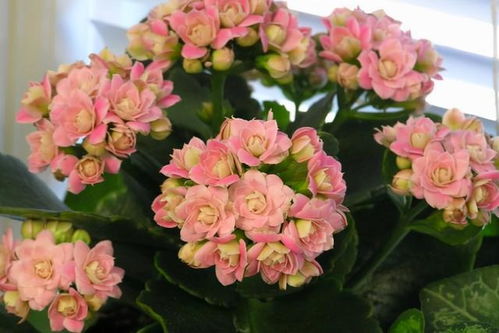 长寿花的养护技巧