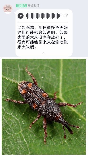 探索天牛的奇妙世界：揭秘它们的外观与生活习性