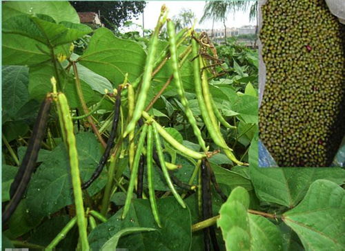 绿豆种植方法，得讲究个细致