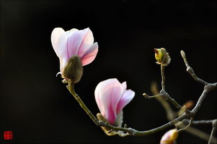 种子播种？真的可依直接种吗？