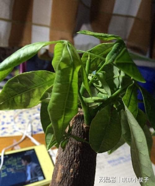 植物严重缺水怎么办？如何快速补救