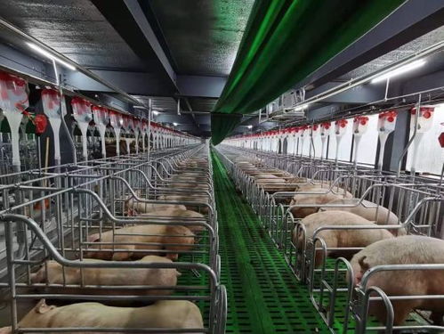 养猪场变身绿色能源养殖基地