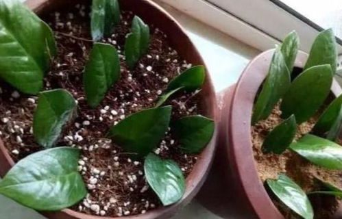 品种筛选：成活率差异达4倍