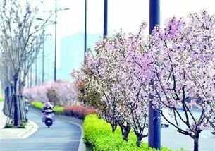 行道树的选择， 就像选衣服一样，要讲究搭配和合适