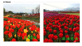 揭秘花卉养护秘籍：轻松打造完美花境！