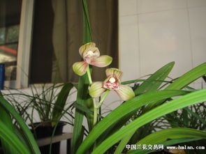 家庭建兰养殖，让您的花园绽放美丽
